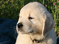 Pippin