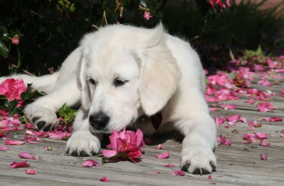 Dogs Of Great Service