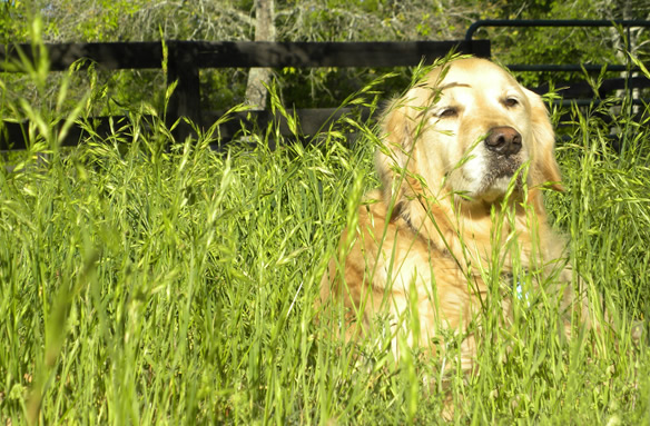 Dogs Of Great Service