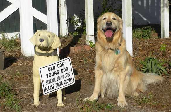 Dogs Of Great Service